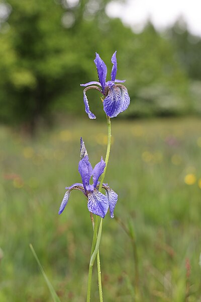 File:Iris sibirica TK 2021-05-29 5.jpg