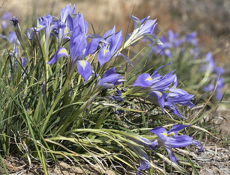 File:Iris unguicularis - Algerian iris 01.jpg