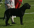 Italian Corso Dog black male 1.jpg