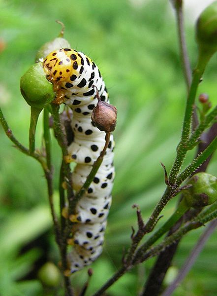 File:Itsy bitsy.jpg