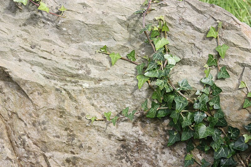 File:Ivy, County Down, August 2009.JPG