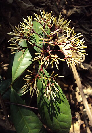 <i>Ixora nigricans</i> Species of plant