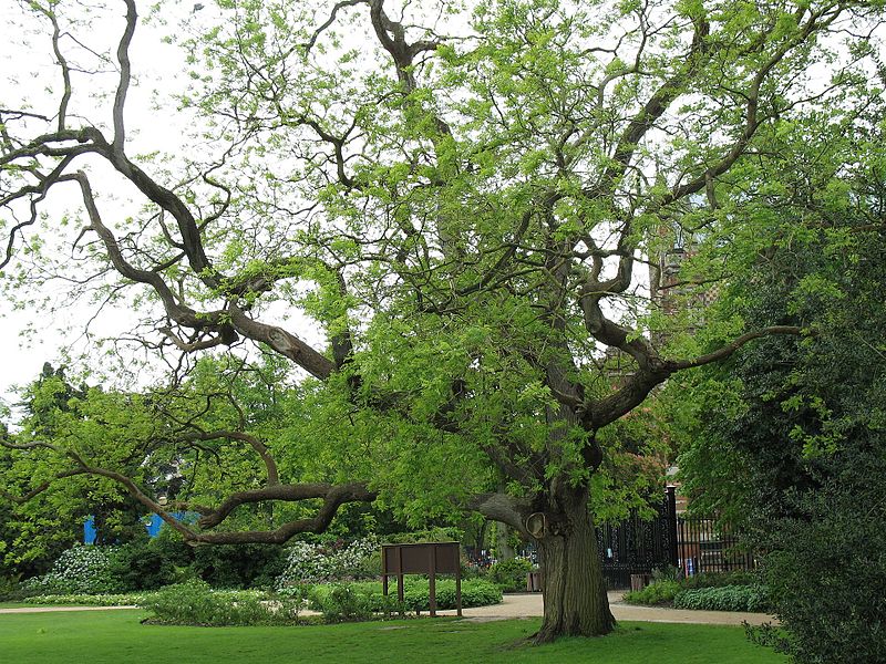 File:Japanese Pagoda Tree in University Parks, Oxford.jpg