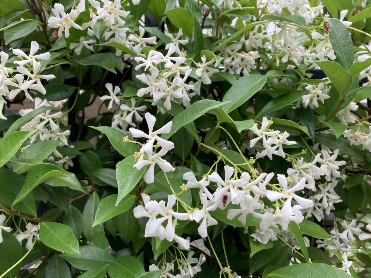 Растение из кутровых 7 букв сканворд. Trachelospermum jasminoides CLT 25. 7. Рунхоспермум Trachelospermum jasminoides. Trachelospermum JASM. 'Star of Sicily'. Трахелоспермум уход в домашних условиях.