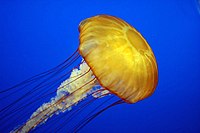 Jellyfish/