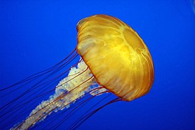 Meduza