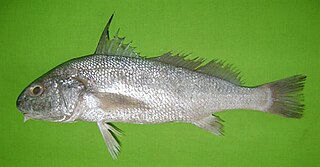 <i>Johnius amblycephalus</i> Species of fish