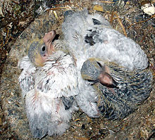 Two squabs in their nest. Sharing this trait with many columbids, a domestic pigeon hen has a maximum clutch size of two. Junge Haustauben.jpg