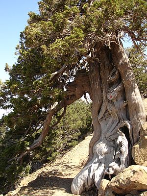 Junípero fedorento (Juniperus foetidissima) nas montanhas Troodos de Chipre