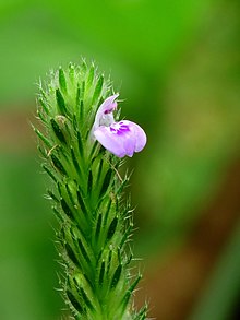 Kadavoor.jpg арқылы Justicia procumbens