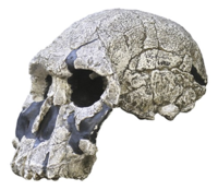Skull of Homo rudolfensis