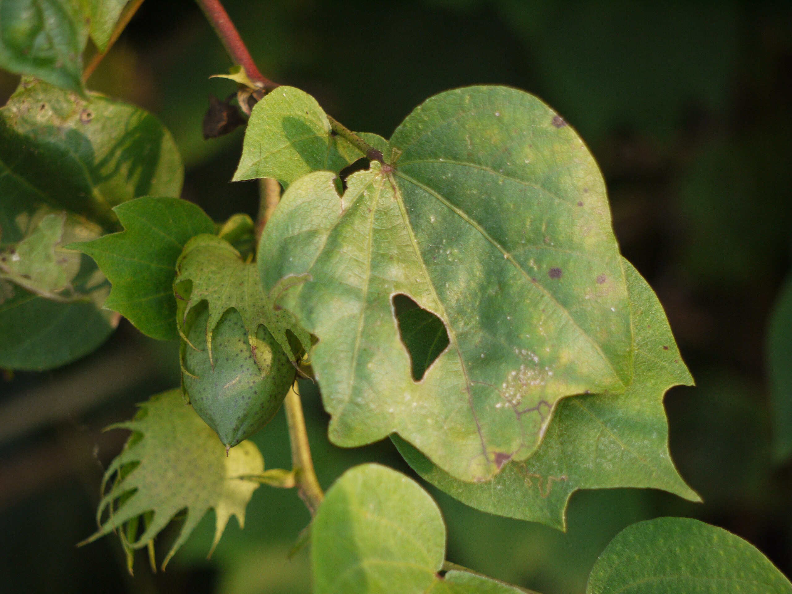 File:Karpasa (Bengali- কার্পাস) (4170754543).jpg - Wikimedia Commons