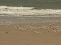 Birds on Beach.