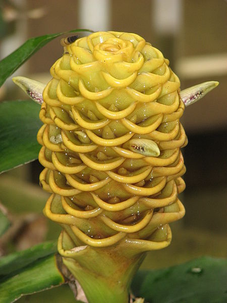 File:Kew Gardens - London - September 2008 (2952038929).jpg