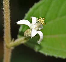 Кирмид (Grewia hirsuta) в лесу Талакона, AP W IMG 8286.jpg