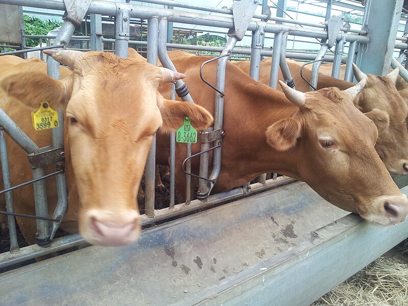 File:Korean Hoengseong native cattle-2.jpg