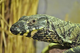 Varanus varius