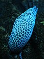 Laced moray