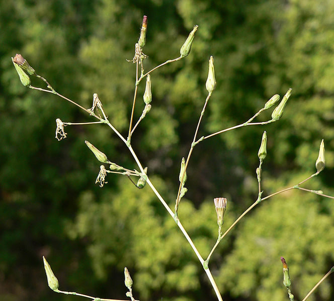 File:Lactuca serriola 4.jpg