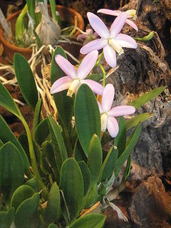 <i>Cattleya longipes</i> Species of orchid