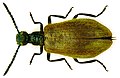 Lagria hirta (Linné, 1758) female Tenebrionidae