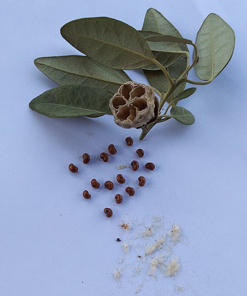 File:Lagunaria patersonia feuilles fruit et graines.jpg