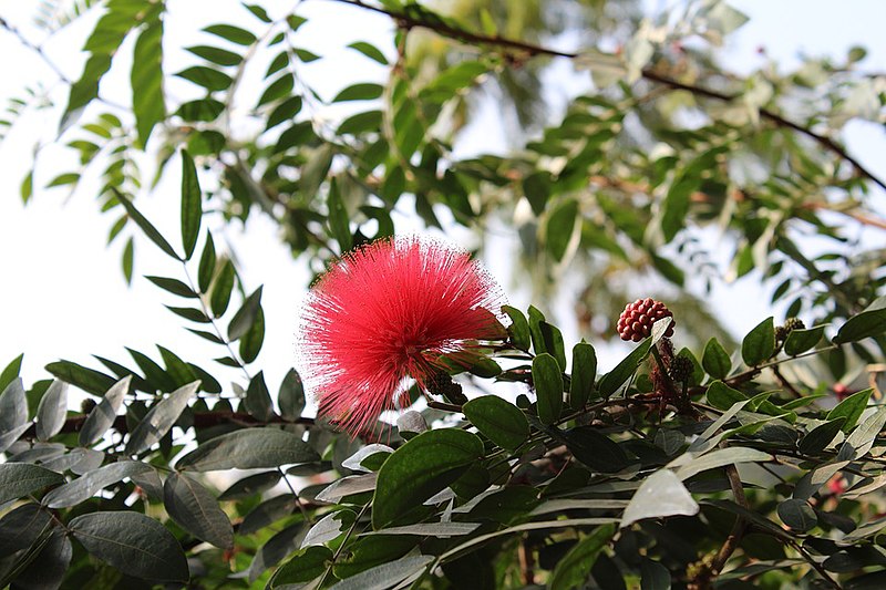 File:Lalbagh Bangalore India Garden Flower Colorful (48186334521).jpg