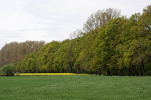 Lammer dřevo