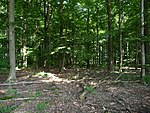 Landscape protection area Forest area near Neuenkirchen Melle - In the forest - File 1.jpg