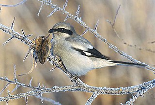 Great grey shrike Species of bird