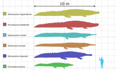 Large crocodyliformes.png