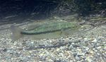 Largemut boshi - Micropterus salmoides.jpg