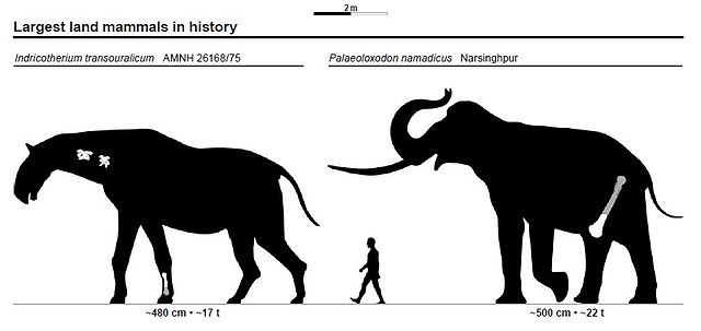 mammals chart