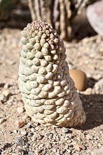 <i>Larryleachia perlata</i> Species of flowering plant