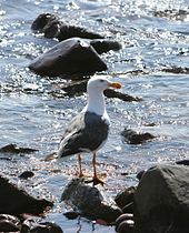 Yellow-footed gull Larus livens.jpg