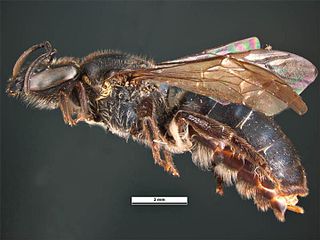 <i>Lasioglossum davide</i> Species of bee