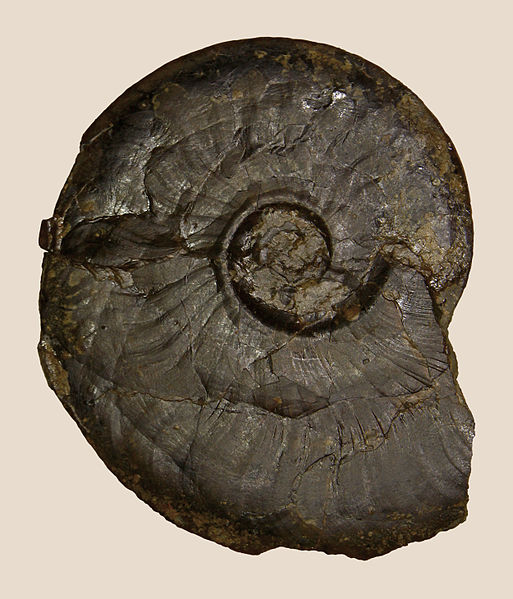 File:Leioceras opalinum 01.JPG