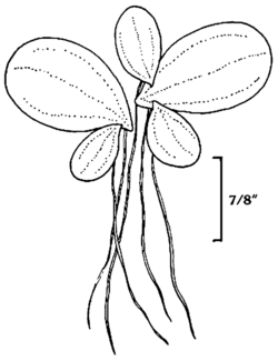 Lemna perpusilla NRCS-2.png