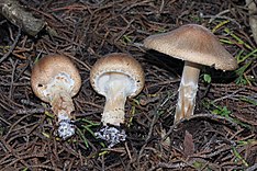 Lepiota spheniscispor 300906.jpg