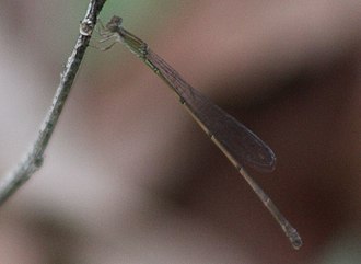 Female L. lucifer in Loxahatchee NWR, Palm Beach County, FL Leptobasis lucifer.jpg