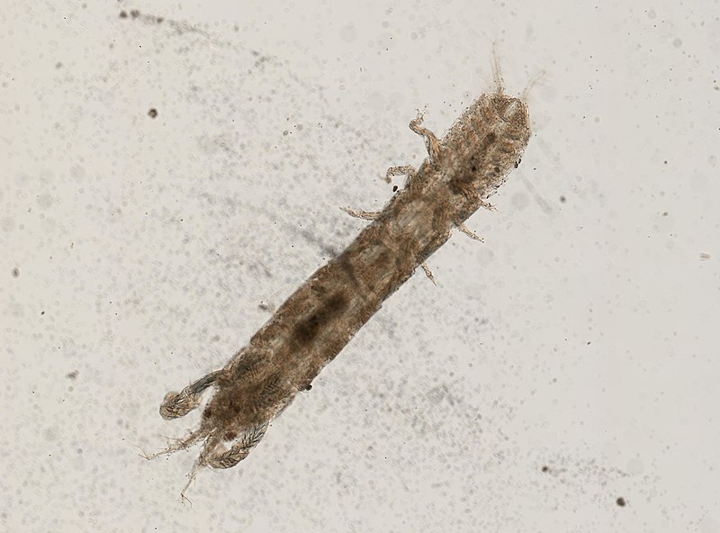 File:Leptochelia savignyi (YPM IZ 073679) 001.jpeg