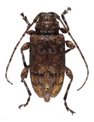 <i>Leptostylopsis caliginosus</i> Species of beetle