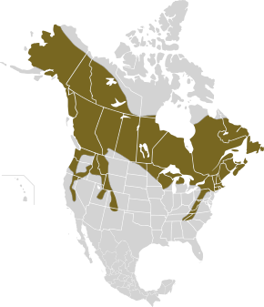 Description de l'image Lepus americanus map.svg.