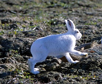 Arctic hare(Lepidus arcticus)
