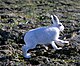 Fotografia colorida de uma lebre com jaleco branco.