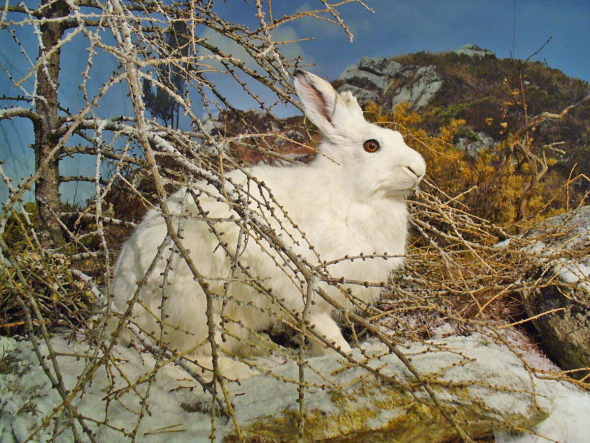 ユキウサギ Wikipedia