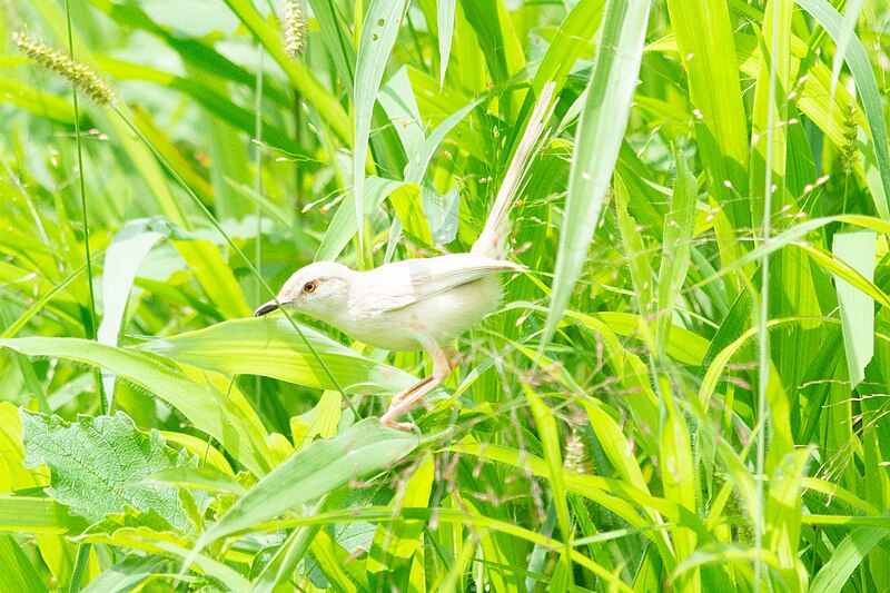 File:Leucistic Plain Prinia Prinia inornata by Vedant Kasambe DSC 9151 (12) 02.jpg