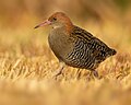 Lewin's Rail, Sydney, Australia