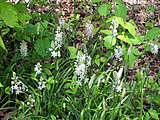 Camassia scilloides, or Atlantic camas