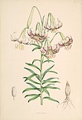 Lilium polyphyllum.jpg